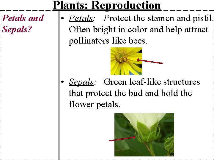 Plants: Reproduction Petals and Sepals? • Petals: Protect the stamen and pistil. Often bright