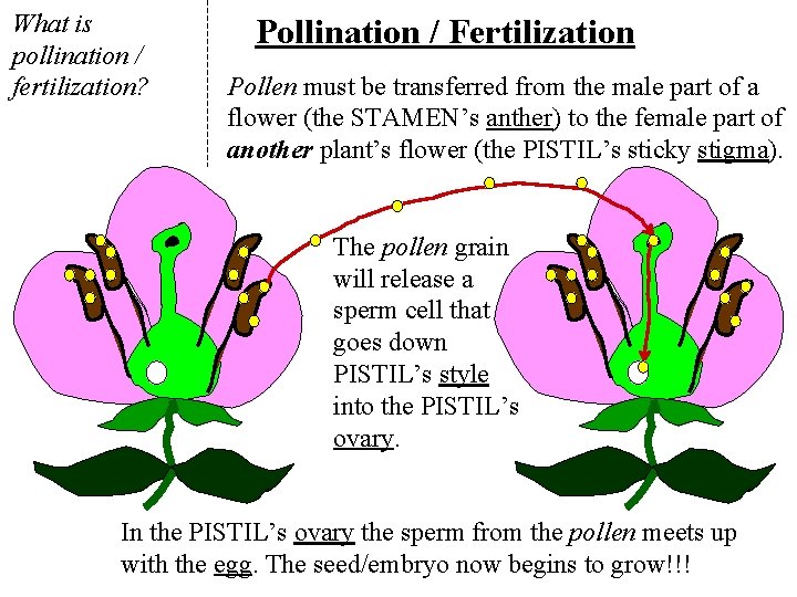 What is pollination / fertilization? Pollination / Fertilization Pollen must be transferred from the