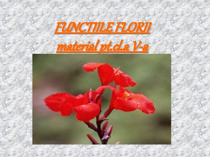 FUNCTIILE FLORII material pt. cl. a V-a 