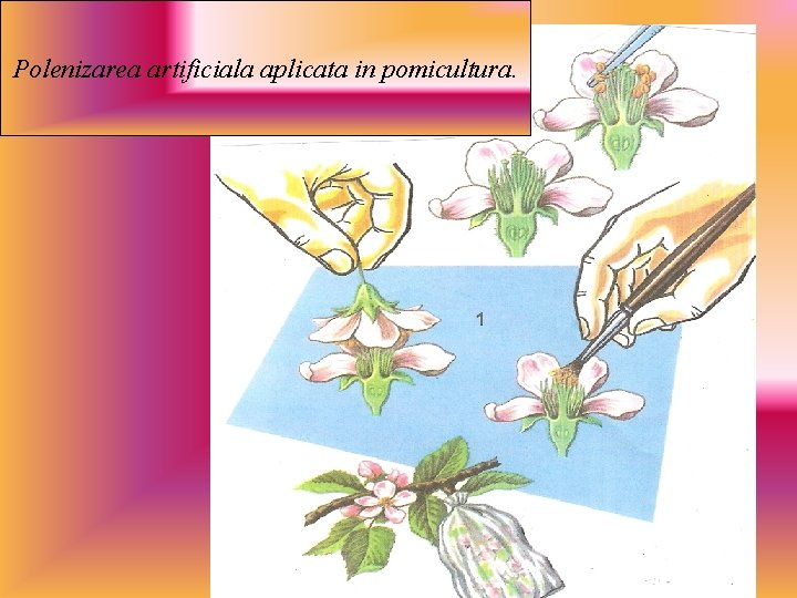 Polenizarea artificiala aplicata in pomicultura. 