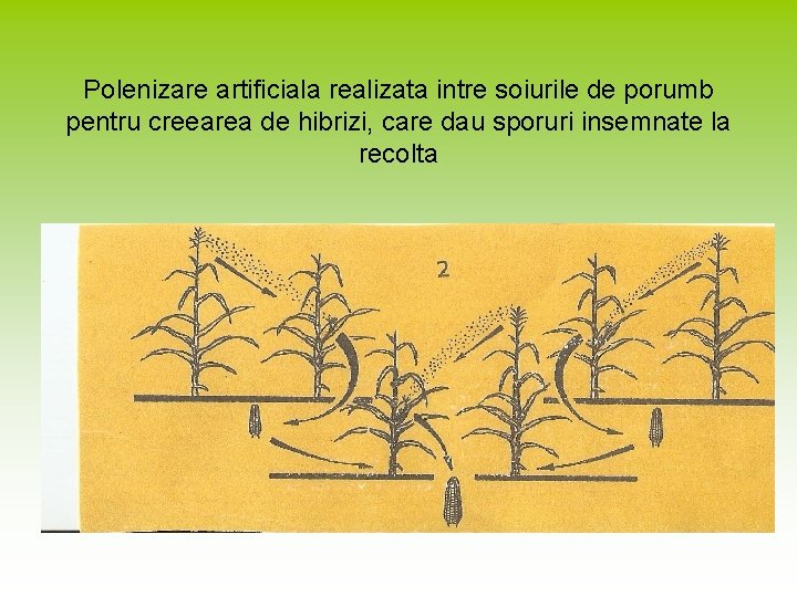 Polenizare artificiala realizata intre soiurile de porumb pentru creearea de hibrizi, care dau sporuri