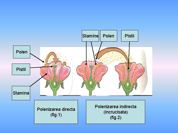 Stamine Polen Pistil Stamina Polenizarea directa (fig. 1) Polenizarea indirecta (incrucisata) (fig. 2) 