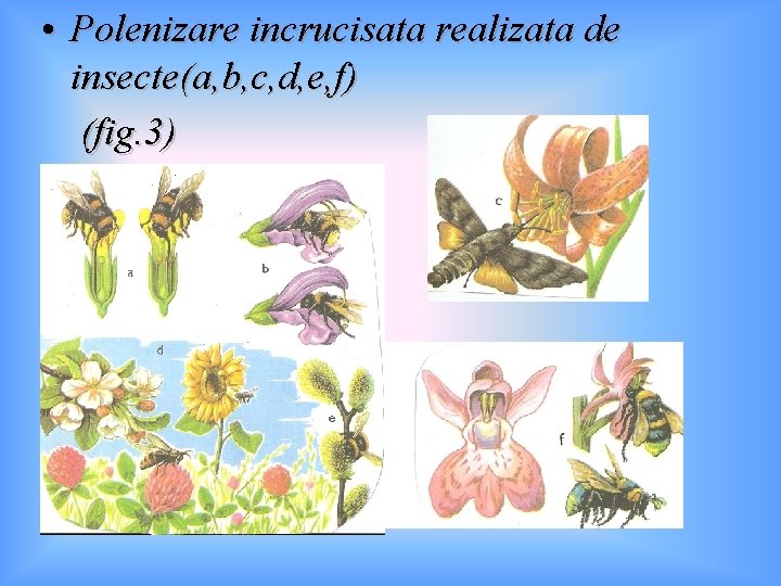  • Polenizare incrucisata realizata de insecte(a, b, c, d, e, f) (fig. 3)