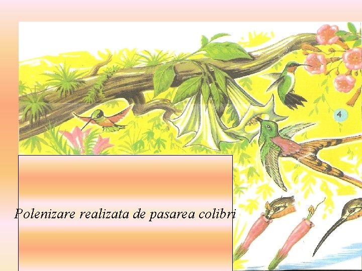 Polenizare realizata de pasarea colibri 