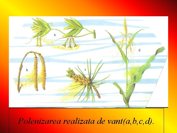 Polenizarea realizata de vant(a, b, c, d). 