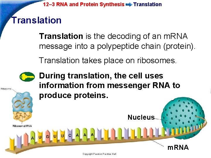 12 3 RNA and Protein Synthesis 12 3