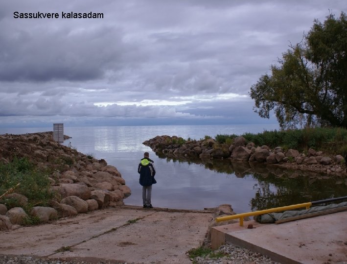 Sassukvere kalasadam Sassukvere kalasadam