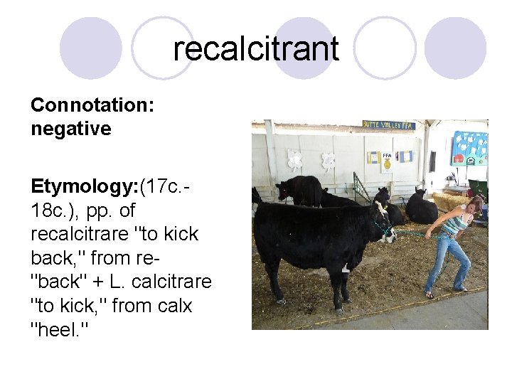 recalcitrant Connotation: negative Etymology: (17 c. 18 c. ), pp. of recalcitrare "to kick