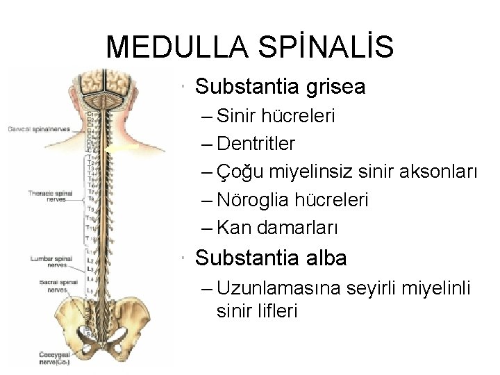 MEDULLA SPİNALİS • Substantia grisea – Sinir hücreleri – Dentritler – Çoğu miyelinsiz sinir