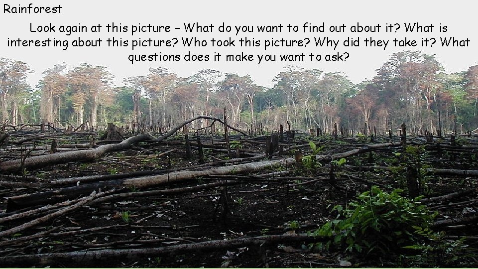 Rainforest Look again at this picture – What do you want to find out