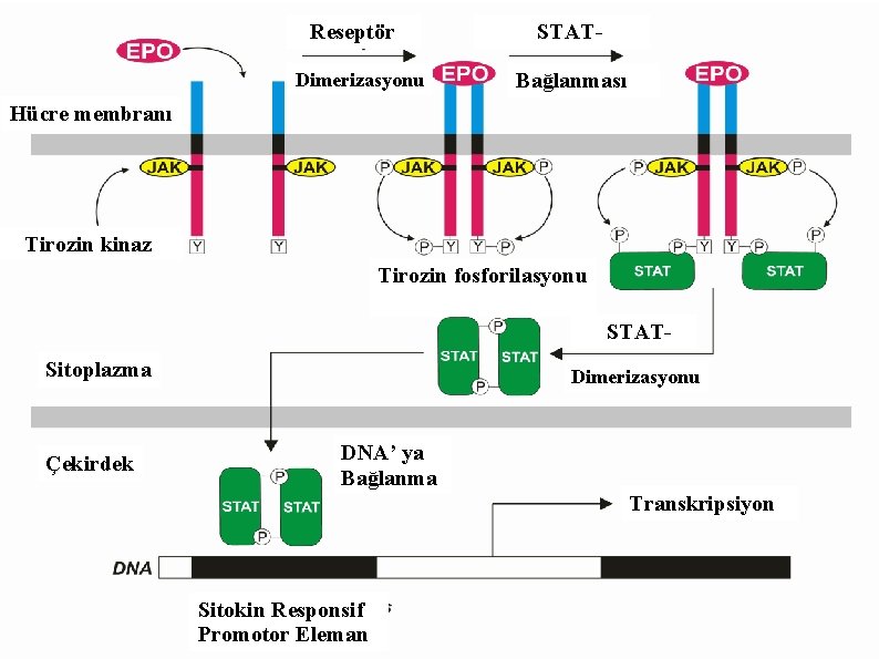  Reseptör Dimerizasyonu STAT- Bağlanması Hücre membranı Tirozin kinaz Tirozin fosforilasyonu STAT- Sitoplazma Çekirdek