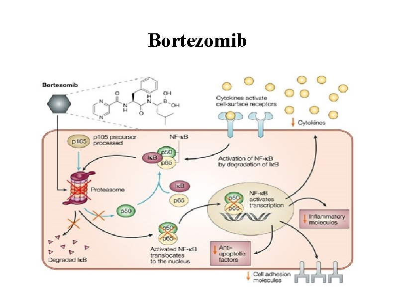 Bortezomib 