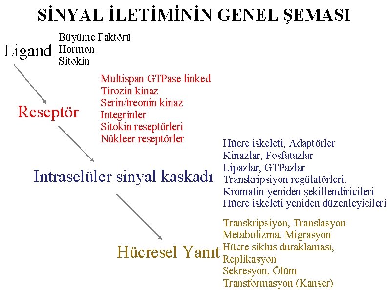 SİNYAL İLETİMİNİN GENEL ŞEMASI Ligand Büyüme Faktörü Hormon Sitokin Reseptör Multispan GTPase linked Tirozin