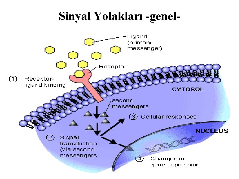 Sinyal Yolakları -genel- 