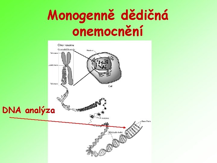 Monogenně dědičná onemocnění DNA analýza 