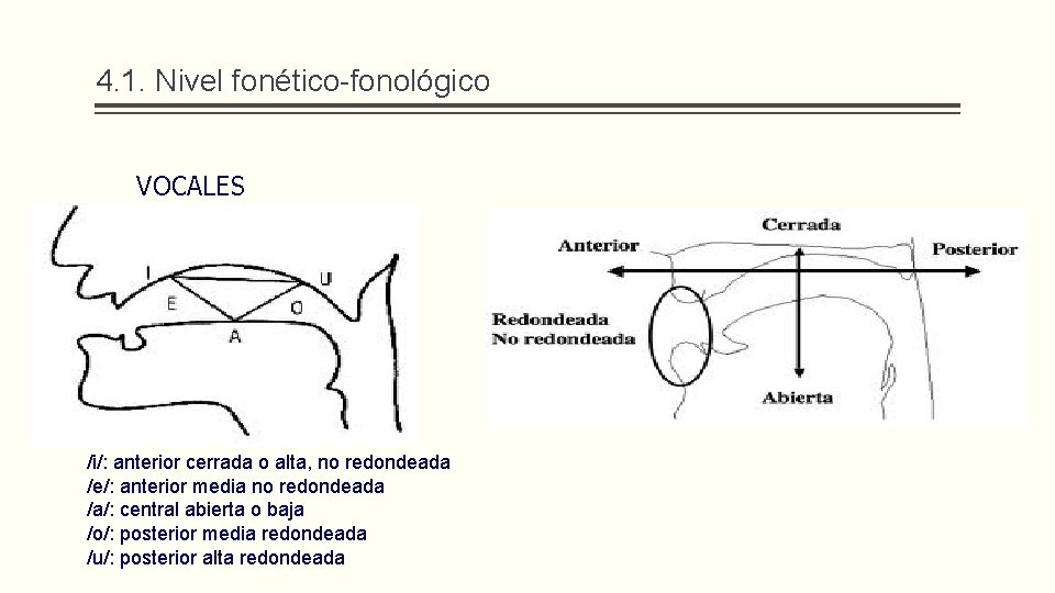 4. 1. Nivel fonético-fonológico VOCALES /i/: anterior cerrada o alta, no redondeada /e/: anterior