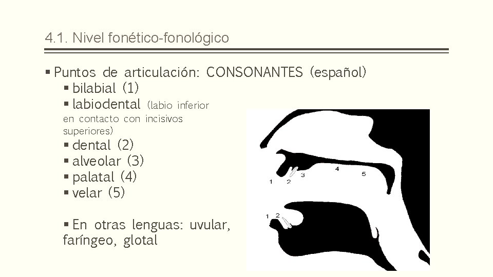 4. 1. Nivel fonético-fonológico § Puntos de articulación: CONSONANTES (español) § bilabial (1) §