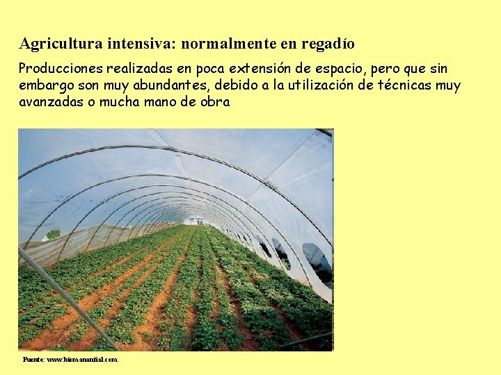 Agricultura intensiva: normalmente en regadío Producciones realizadas en poca extensión de espacio, pero que