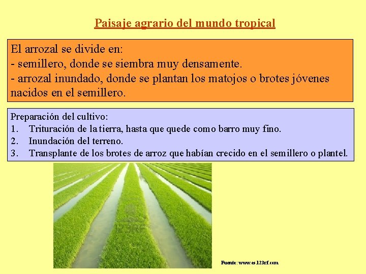 Paisaje agrario del mundo tropical El arrozal se divide en: - semillero, donde se