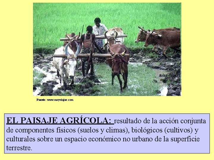 Fuente: www. easyviajar. com EL PAISAJE AGRÍCOLA: resultado de la acción conjunta de componentes