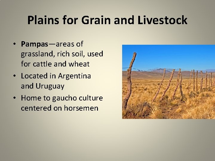 Plains for Grain and Livestock • Pampas—areas of grassland, rich soil, used for cattle