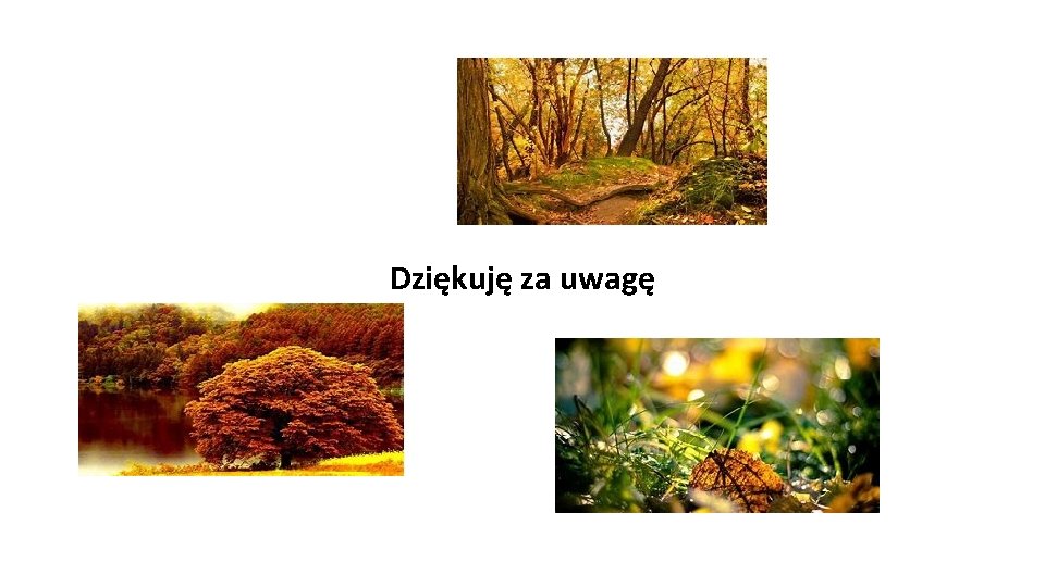 Dziękuję za uwagę 