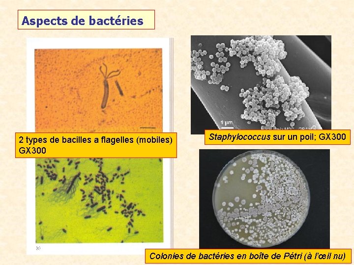 Aspects de bactéries 2 types de bacilles a flagelles (mobiles) GX 300 Staphylococcus sur