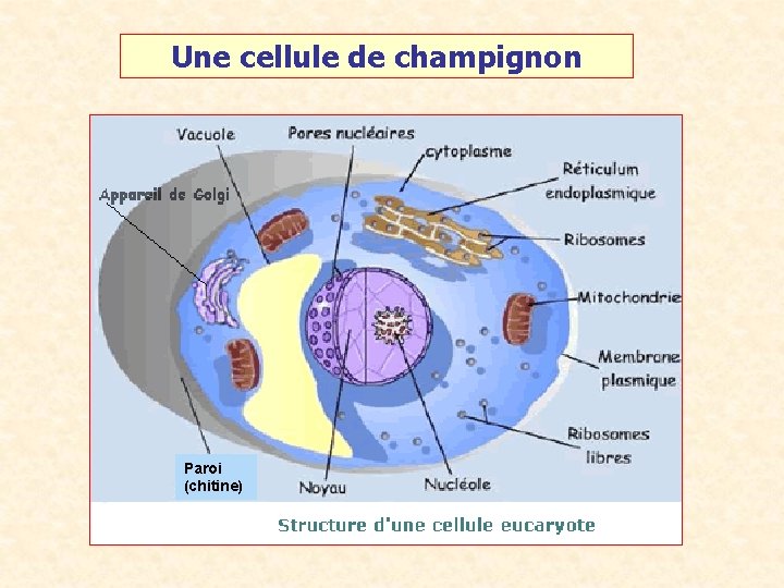 Une cellule de champignon Paroi (chitine) 