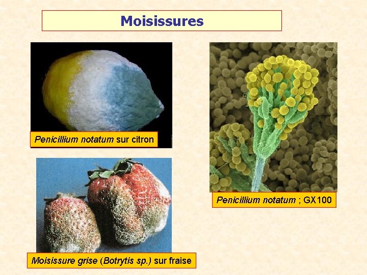 Moisissures Penicillium notatum sur citron Penicillium notatum ; GX 100 Moisissure grise (Botrytis sp.