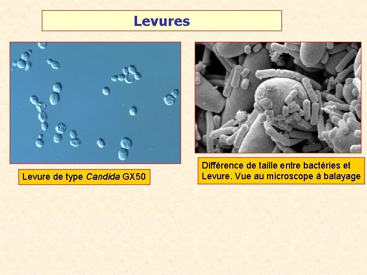 Levures Levure de type Candida GX 50 Différence de taille entre bactéries et Levure.