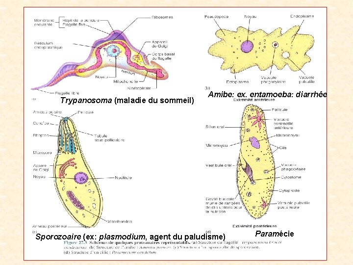 Trypanosoma (maladie du sommeil) Amibe: ex. entamoeba: diarrhée Sporozoaire (ex: plasmodium, agent du paludisme)