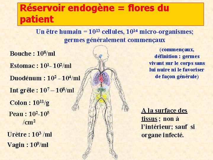 Réservoir endogène = flores du patient Un être humain = 1013 cellules, 1014 micro-organismes;