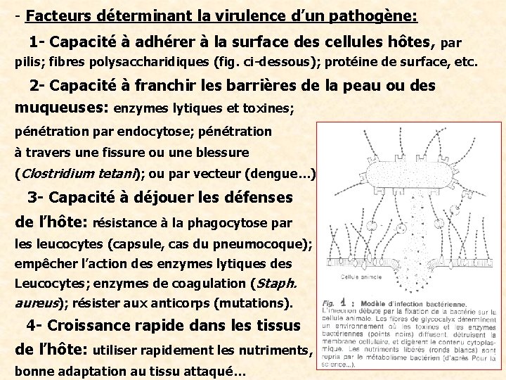 - Facteurs déterminant la virulence d’un pathogène: 1 - Capacité à adhérer à la