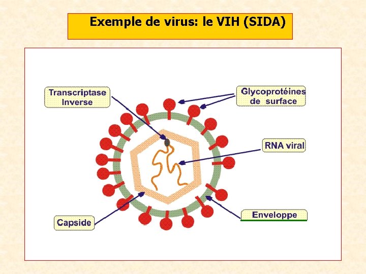 Exemple de virus: le VIH (SIDA) 