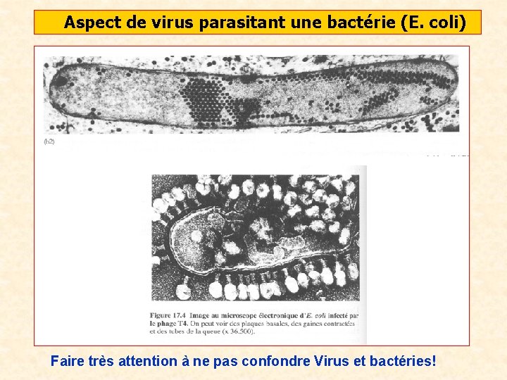 Aspect de virus parasitant une bactérie (E. coli) Faire très attention à ne pas