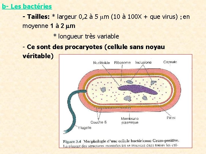 b- Les bactéries - Tailles: * largeur 0, 2 à 5 mm (10 à