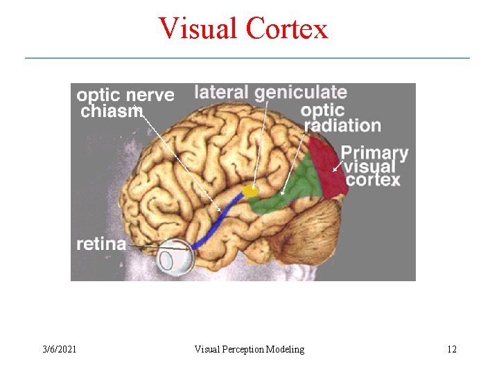 Visual Cortex 3/6/2021 Visual Perception Modeling 12 