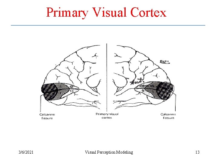 Primary Visual Cortex 3/6/2021 Visual Perception Modeling 13 