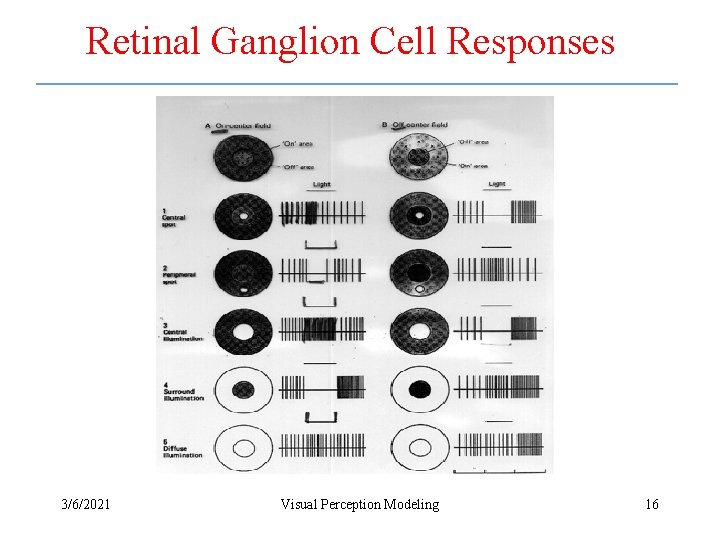 Retinal Ganglion Cell Responses 3/6/2021 Visual Perception Modeling 16 