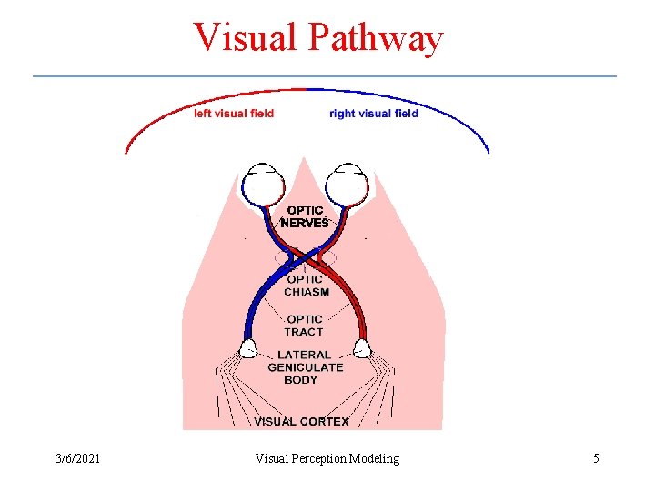 Visual Pathway 3/6/2021 Visual Perception Modeling 5 