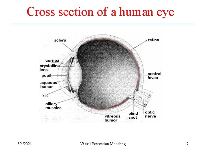 Cross section of a human eye 3/6/2021 Visual Perception Modeling 7 