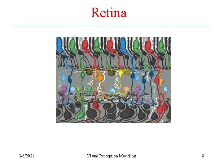 Retina 3/6/2021 Visual Perception Modeling 8 