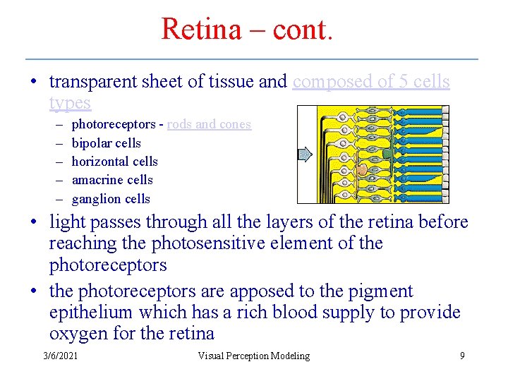 Retina – cont. • transparent sheet of tissue and composed of 5 cells types