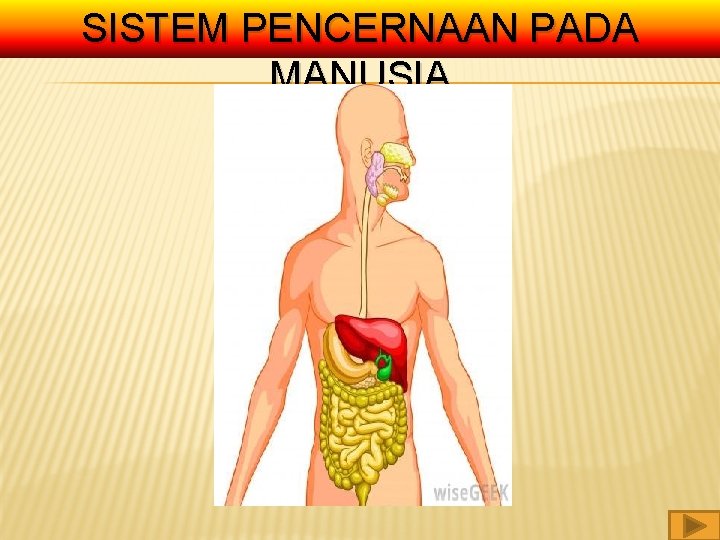 SISTEM PENCERNAAN PADA MANUSIA 