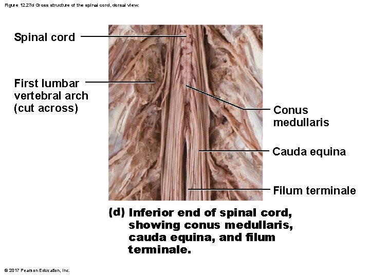 Figure 12. 27 d Gross structure of the spinal cord, dorsal view. Spinal cord