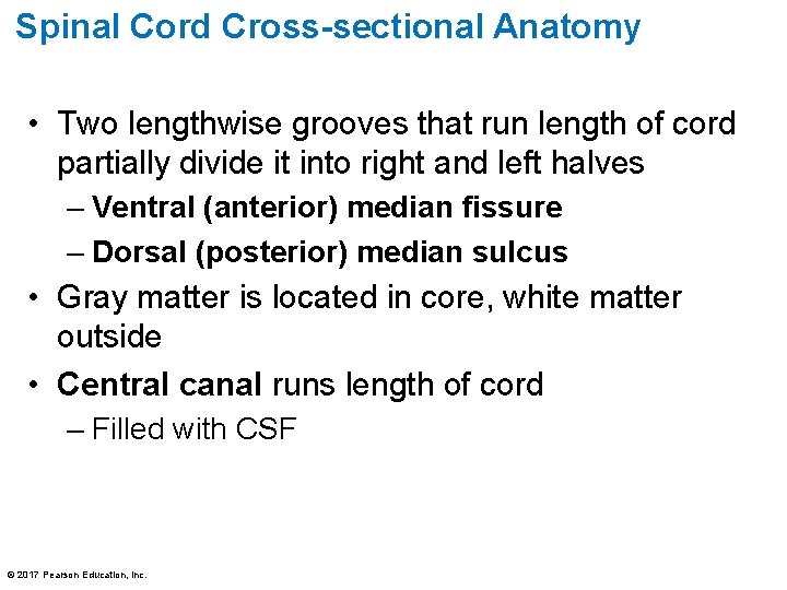 Spinal Cord Cross-sectional Anatomy • Two lengthwise grooves that run length of cord partially
