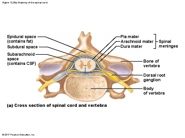 Figure 12. 29 a Anatomy of the spinal cord. Epidural space (contains fat) Subdural