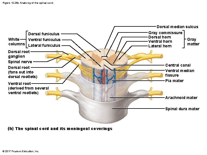 Figure 12. 29 b Anatomy of the spinal cord. Dorsal funiculus White Ventral funiculus