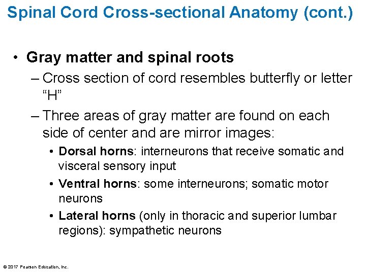 Spinal Cord Cross-sectional Anatomy (cont. ) • Gray matter and spinal roots – Cross