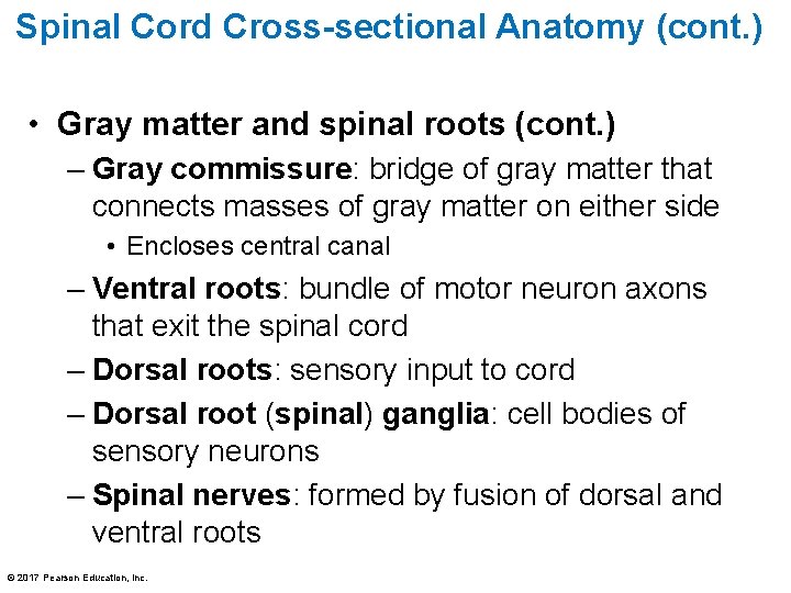 Spinal Cord Cross-sectional Anatomy (cont. ) • Gray matter and spinal roots (cont. )